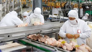 poulet-small