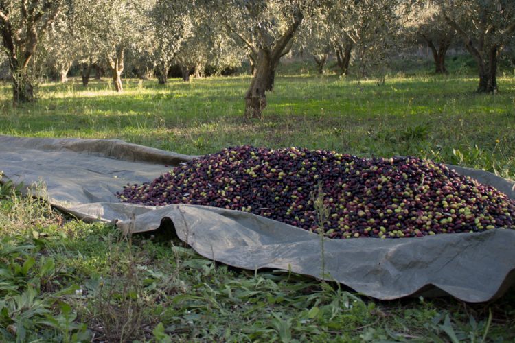 Face à la sécheresse, quelle récolte d’huile d’olive pour 2024 ? Les chiffres dévoilés