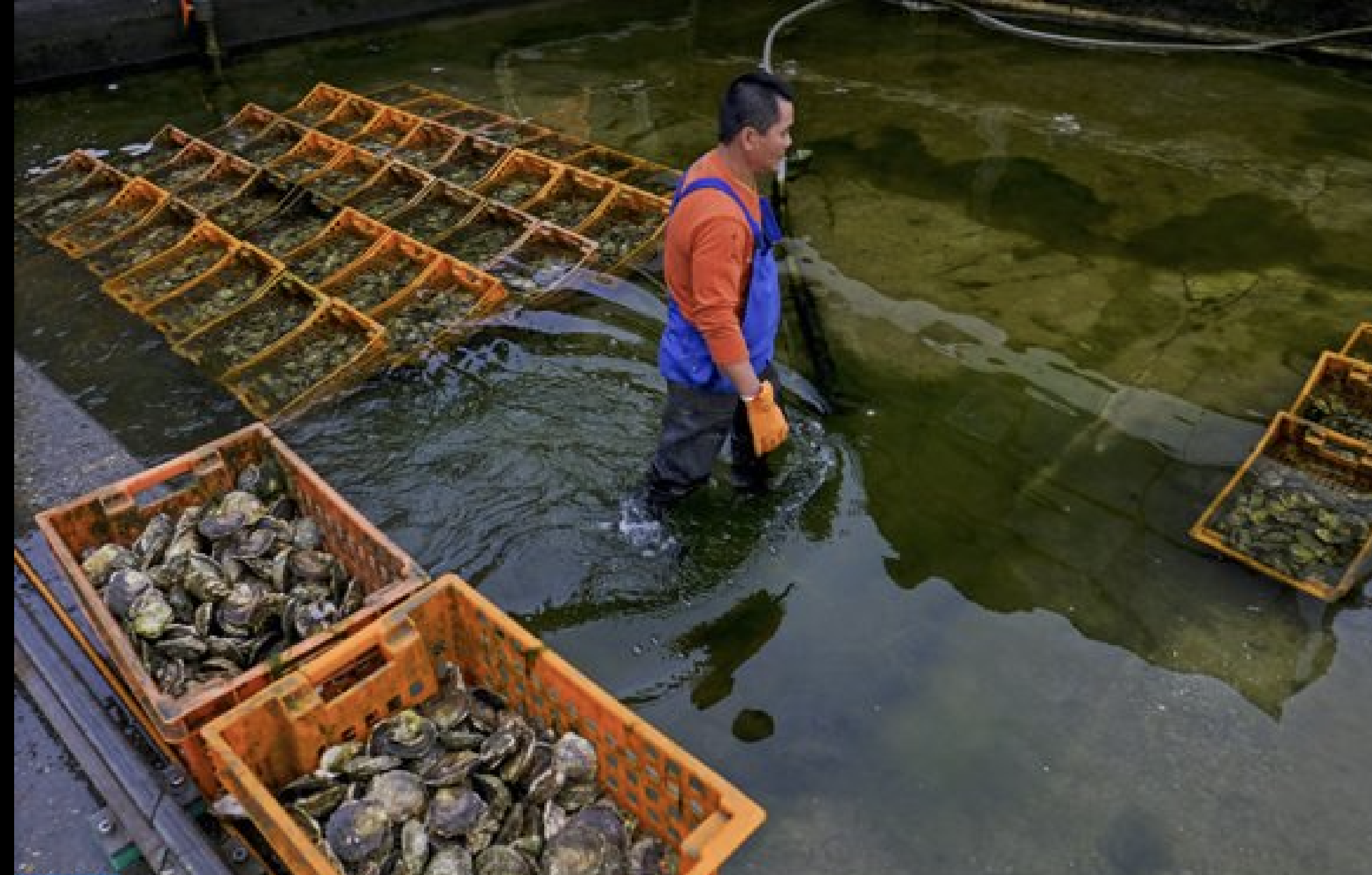 L’aquaculture, vecteur de lutte contre l’insécurité alimentaire